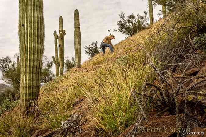 Southern Arizona’s bufflegrass problem