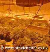 Police raid uncovers cannabis farm - St Helens Star