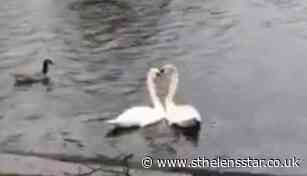 'Lovebird' swans caught in courtship dance after one is rescued - St Helens Star