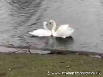 Male swan reunited with mate after crash landing in St Helens - St Helens Reporter