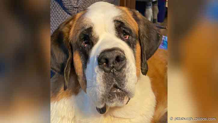 Greensburg Animal Rescue Says People Are Returning Or Abandoning Animals Adopted During Lockdown