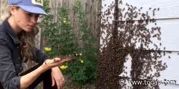 Meet the beekeeper who scoops bees with her bare hands