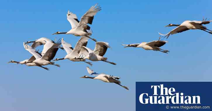 UN’s Kunming biodiversity summit delayed a second time