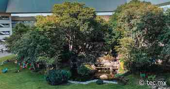 ¿Sabías que Bosque Central del Tec Cuernavaca forma una constelación? - Tecnológico de Monterrey