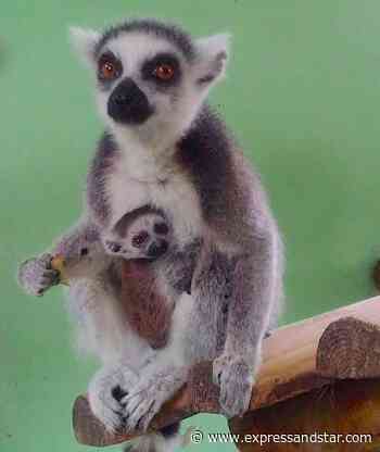 New arrival for lemur family at Dudley Zoo - expressandstar.com