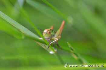 Regionauten-Challenge: Insekten in meinem Garten, aufgenommen 2020 - meinbezirk.at