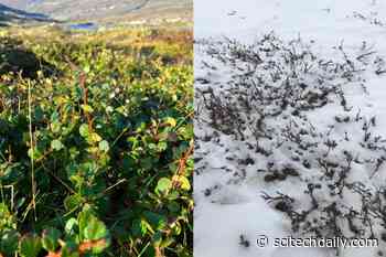 Ancient DNA Reveals Arctic Was Once Lush and Green, Could Be Again