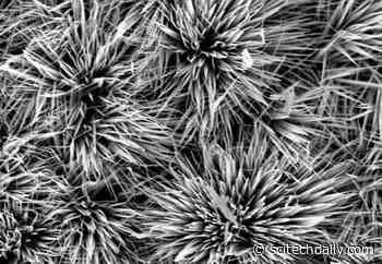 Breakthrough Means a Sustainable, Powerful Micro-Supercapacitor May Be on the Horizon