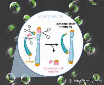 Genetic Scalpel Invented for Microalgae to Efficiently Turn CO2 Into Biofuel