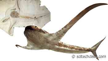 Discovery of a Bizarre, Winged “Eagle Shark” in the Cretaceous Seas