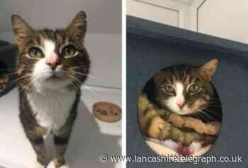 Cat found 'callously dumped' in Clitheroe woods