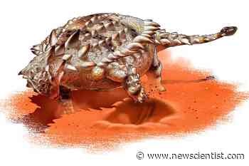 Giant armoured dinosaur may have dug in the ground for food and water - New Scientist News