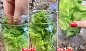 Food blogger shares hack to keep lettuce 'fresh and crispy' for over a month - Daily Mail