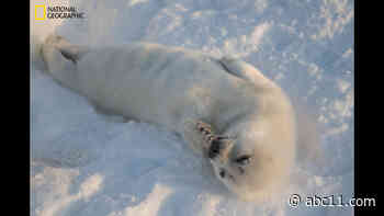 Heartbreaking images show adorable harp seal pups struggle to survive amid melting ice