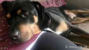 Windsor woman in disbelief after police shoot, kill dog in her backyard