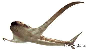 Ancient 'eagle shark' had fins like wings