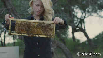 Bold beekeeper scoops up bees with her bare hands