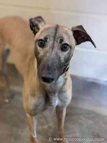 Catching up with a greyhound: loving dogs looking for new homes