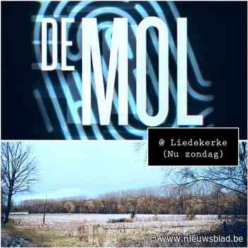 Opnames van De Mol in het geheim gefilmd in Liedekerks maisveld - Het Nieuwsblad