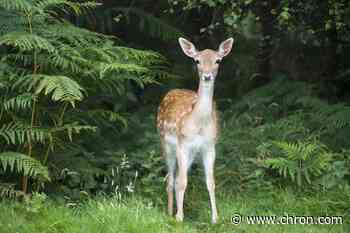 He told cops he hit a deer with his car. The gunshot wound proved otherwise.