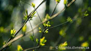 Spring to arrive right on time in the GTA with sunshine and double-digit temperatures