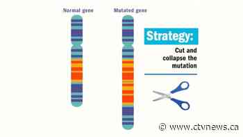 Canadian researchers duplicated a patient's rare disorder in a mouse, and used gene editing to cure it