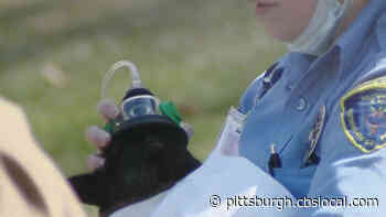 First Responders Provide Cat With Oxygen After Fire In Greensburg