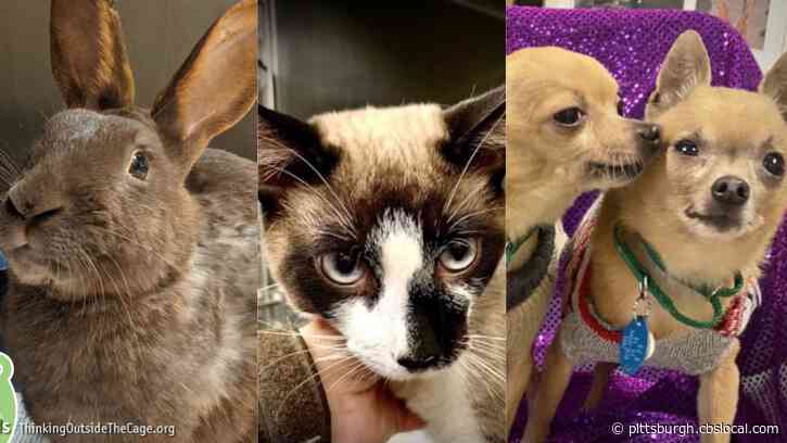 Furry Tails: Jupiter, Tommy & Ricky And Carlton Are Waiting For Forever Homes