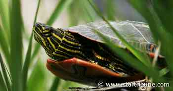 Minnesota lawmakers may end commercial turtle harvest