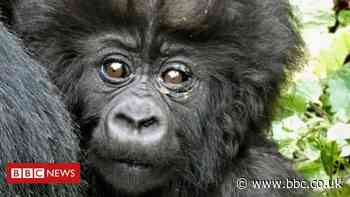 Reddit investors adopt 3,500 gorillas in six days