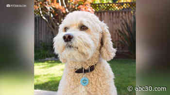 Bay Area teens create helpful app for pet owners during the COVID-19 shutdown