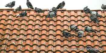 Stadsduiven krijgen de pil