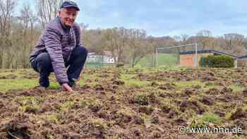 Bebra: Wildschweine pflügen Sportplatz in Gilfershausen um - HNA.de