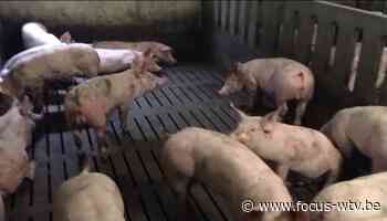 Tweehonderd varkens sterven in stalbrand Lichtervelde - Focus en WTV
