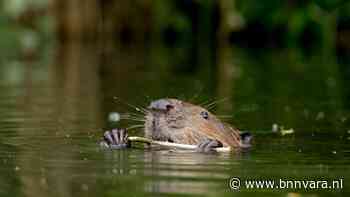 Terugkeer bever is uitdaging voor spoor- en waterbeheerders - Vroege Vogels - Zembla