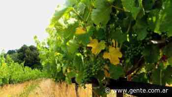 La ruta del vino en la provincia de Buenos Aires: dónde queda y cuáles son las mejores bodegas - Gente