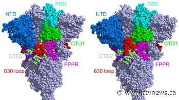 Sturdier spike protein may explain coronavirus variants' faster spread: study