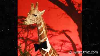 Stanley The Giraffe Seized As Evidence at Malibu Wine Safaris