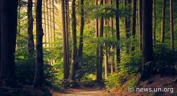 Forest restoration provides a path to pandemic recovery, greener future - UN News