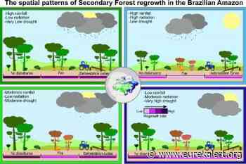 Carbon uptake in regrowing Amazon forest threatened by climate and human disturbance - EurekAlert