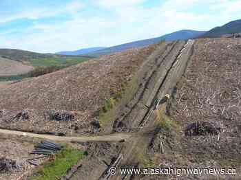 Evan Saugstad: Changing our forest elephant’s habits - Alaska Highway News