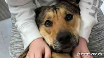 Dog saved from icy Digby County lake adopted by rescuer