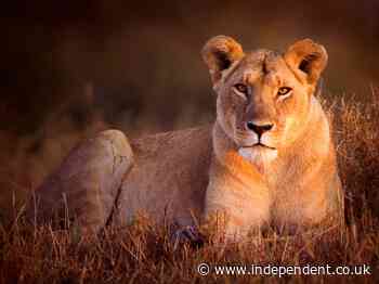 Uganda: Six lions found dead and dismembered in Queen Elizabeth National Park