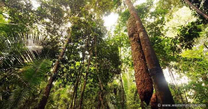 Pilot on Solo Flight Crashes His Cessna in the Amazon, Five Weeks Later Workers Make a Shocking Discovery in the Jungle