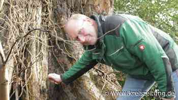 Baumkontrolleur Bernd Brümmer: Flatterulme im nördlichen Suletal muss gefällt werden - kreiszeitung.de