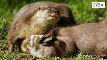 Verspielt: Warum spielen Otter mit Steinen? Projekt in Tübingen | svz.de - svz.de