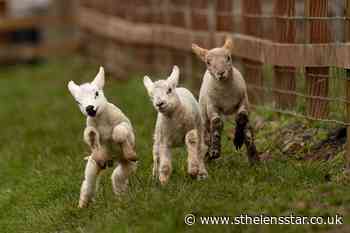 In Pictures: It's official – spring has sprung - St Helens Star