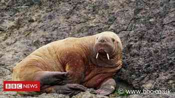 Walrus spotted in Wales, days after one seen off Ireland