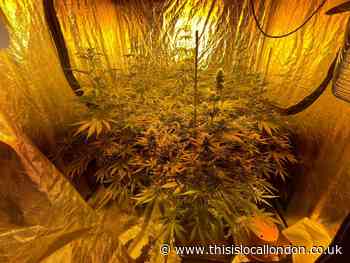 Met Police bust cannabis factory inside Greenwich home