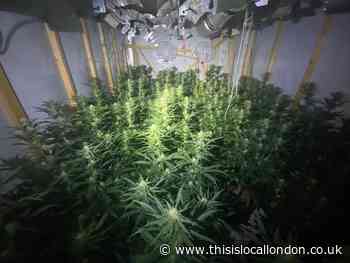 Three arrested in Edgware after £15k worth of cannabis plants found